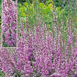 Efterårslyng - Calluna vulgaris Heidesinfonie Grøntsagsfrø