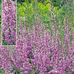 Efterårslyng - Calluna vulgaris Heidesinfonie