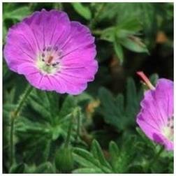 Storkenæb Pink Penny - Geranium hybrid