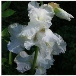 Iris germanica Immortality