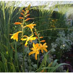 CROCOSMIA hybrid 'Georg Davidson' Montbretia Krukke