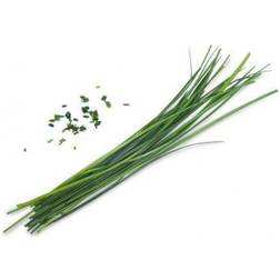Veritable Lingot Organic Chinese Chives Plantesæt