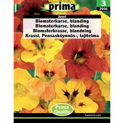 Prima Blomsterkarse, blanding Juvel frø