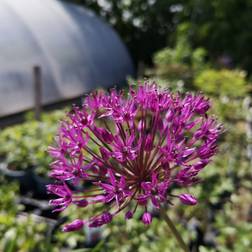 ALLIUM 'Millenium' Prydløg Blomsterfrø