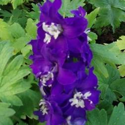 DELPHINIUM pacific 'Magic Fountain' mørk