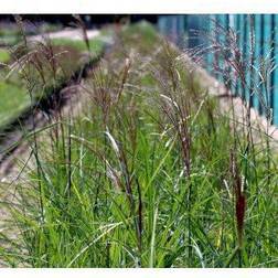 MISCANTHUS sinen. 'Malepartus' Elefantgræs Grøntsagsfrø