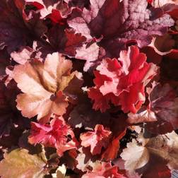 Alunrod Cherry Cola Heuchera hybrid Cherry