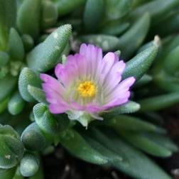 DELOSPERMA cooperi 'Rosequarts'® Middagsblomst