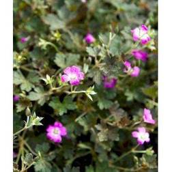 Storkenæb Orkney Cherry Geranium oxonianum Orkney