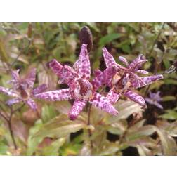 TRICYRTIS f. 'Purple Beauty' Tudselilje