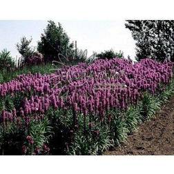 LIATRIS spicata Pragtskær