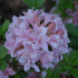 Azalea 'Soir de Paris'