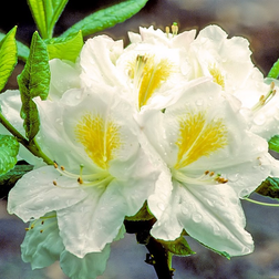 Haveazalea Persil 30-60 cm.