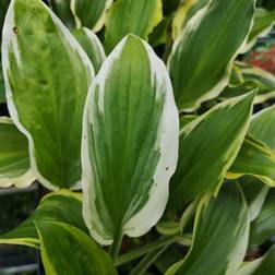 Hosta hybrid So Sweet