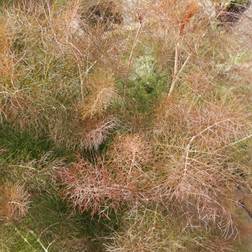 Bronzefennikel - Foeniculum vulgare Rubrum Blomsterfrø