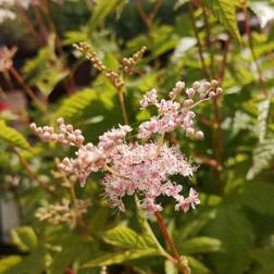 Mjødurt Elegans Filipendula purpurea