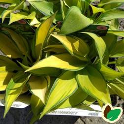 HOSTA tardiana 'June' Funkia