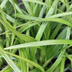 Japansk Star Irish Green Carex Krukke