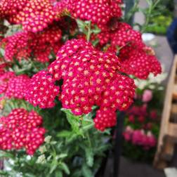 Røllike Red Velvet Achillea millefolium