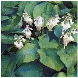 Hosta hybrid Royal Standard Blomsterfrø