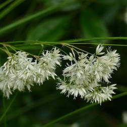 Snefrytle - Luzula nivea Blomsterfrø