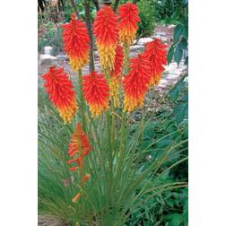 Raketblomst Papaya Popsicle Kniphofia Grøntsagsfrø