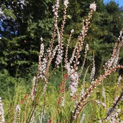 Kertepileurt Alba Alba Blomsterfrø