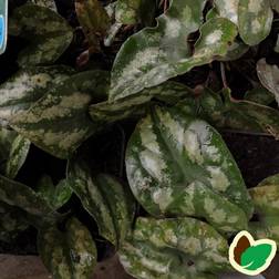 Broget Hasselurt - Asarum europaeum Grøntsagsfrø