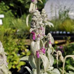 Lammeøre - Stachys byzantina Blomsterfrø