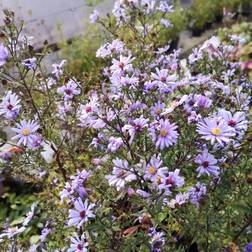 Høstasters Little Carlow - Aster cordifolius Little