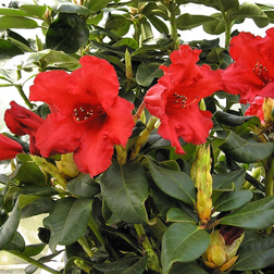 Dværg Rhododendron Baden Baden - Rhododendron Baden-Baden