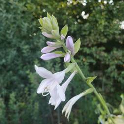 HOSTA hybrid 'Guacamole' Funkia