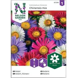 Nelson Garden Aster, Enkel, mix