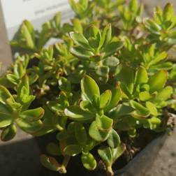Stenurt Summer Snow Sedum spurium Summer Blomsterfrø