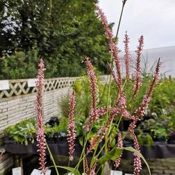 PERSICARIA amplexicaule 'Rosea' Pileurt Blomsterfrø