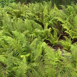 Mosbregne - Polystichum setiferum