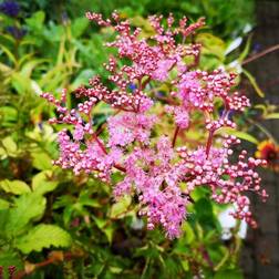 Mjødurt Nana - Filipendula palmata