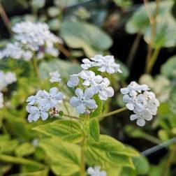 Kærmindesøster Betty Bowring Brunnera macrophylla Betty