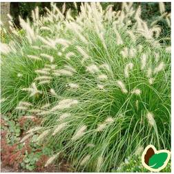 Lampepudsergræs Hameln - Pennisetum alopecuroides Hameln