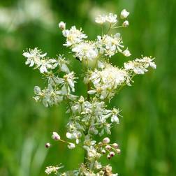 Mjødurt - Filipendula ulmaria