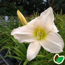 Daglilje Serena Madonna Hemerocallis hybrid