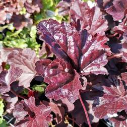 Alunrod Obsidian - Heuchera hybrid Obsidian