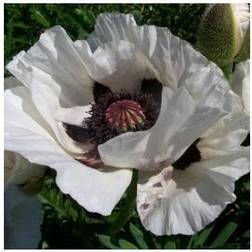 Kæmpevalmue Royal Wedding - Papaver orientale Royal Wedding Blomsterfrø