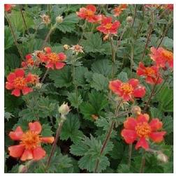 Nellikerod Nordek - Geum heldreichii Nordek Blomsterfrø