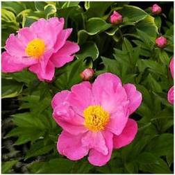 Silkepæon Dancing Butterfly - Paeonia lactiflora Dancing Butterfly Blomsterfrø