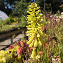 Raketblomst Lemon Popsicle Kniphofia Lemon