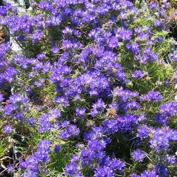 Bægerklokke - Edraianthus tenuifolius