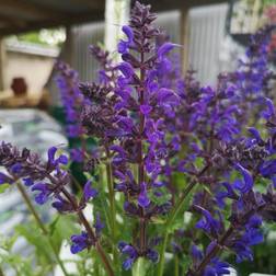 SALVIA nemorosa 'Viola Klose'