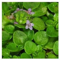 MENTHA requienii Fruemynte MS Blomsterfrø
