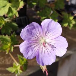 Storkenæb Azure Rush Geranium hybrid Blomsterfrø